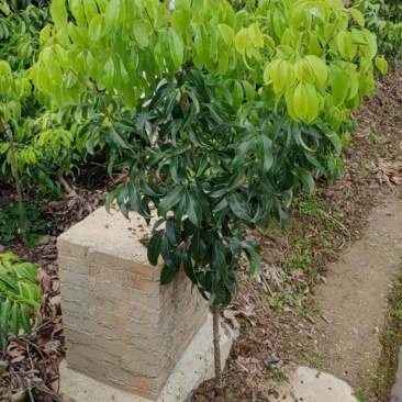 仙进奉荔枝苗