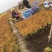 金山，金艳小苗，大苗，营养杯苗大量出售，基地货源充足