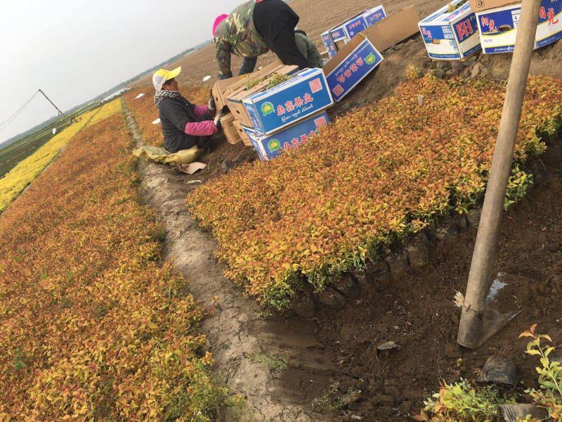 金山，金艳小苗，大苗，营养杯苗大量出售，基地货源充足