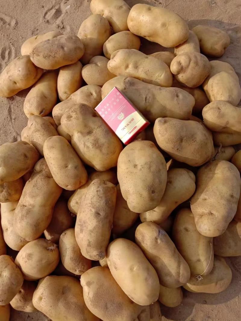 226土豆精品四两以上大量开始出库，价格合理
