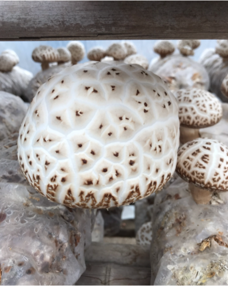 大花菇