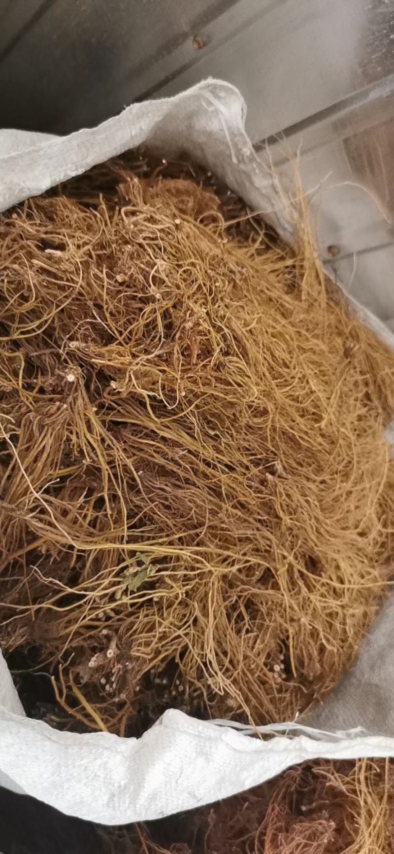 云南龙胆草正品苦胆草龙胆整棵龙胆草水洗大货79