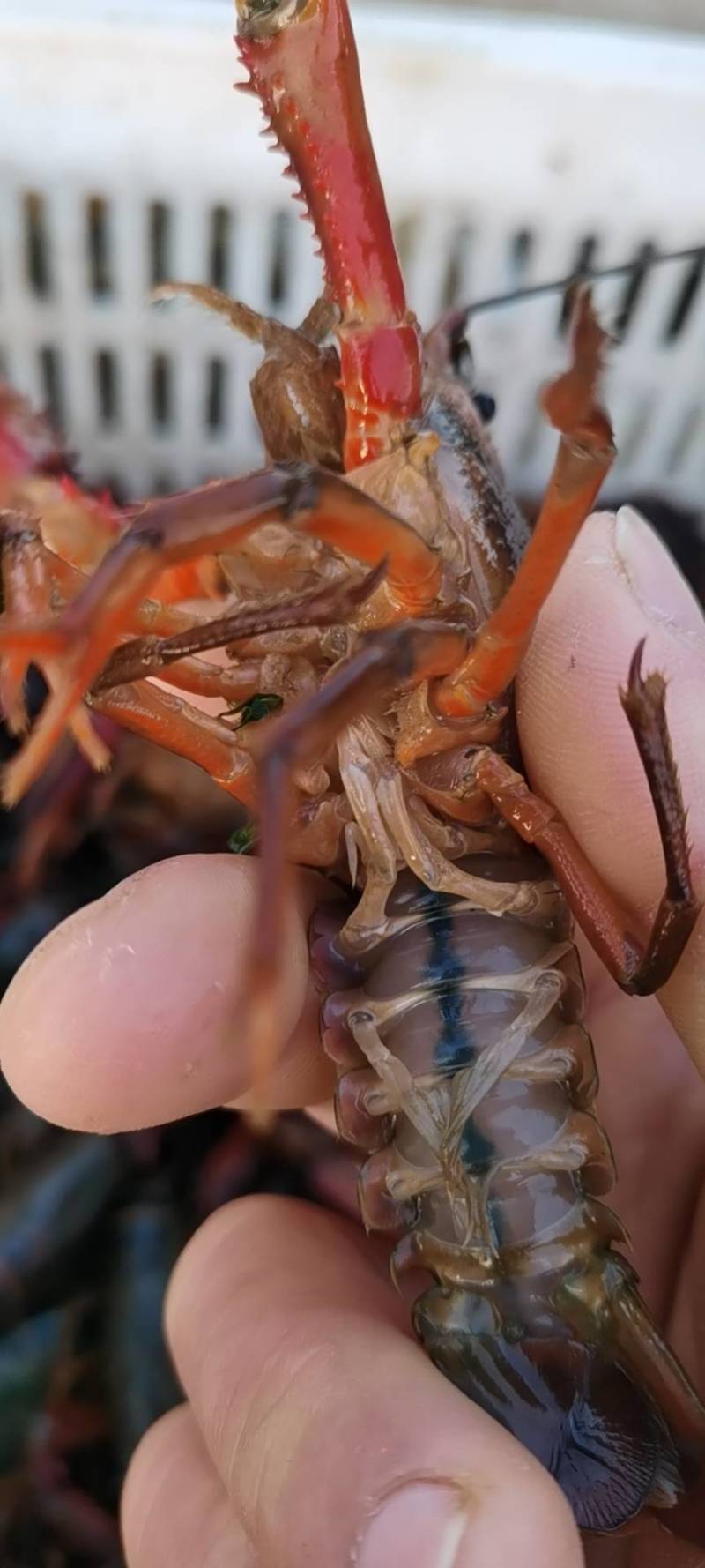 湖北清水虾深水虾湖虾白底绿壳，2～15钱各种规格齐全