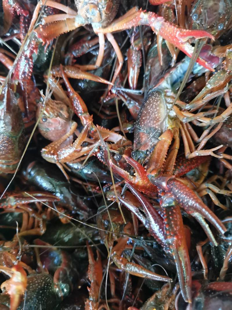 湖北清水虾深水虾湖虾白底绿壳，2～15钱各种规格齐全