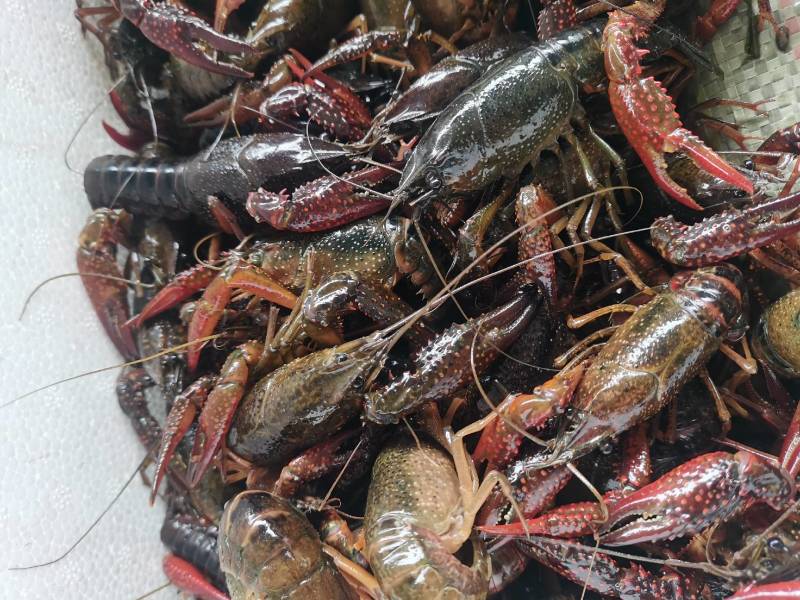 湖北清水虾深水虾湖虾白底绿壳，2～15钱各种规格齐全