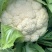 云南高原绿杆有机花菜，精品松花，量大从优。