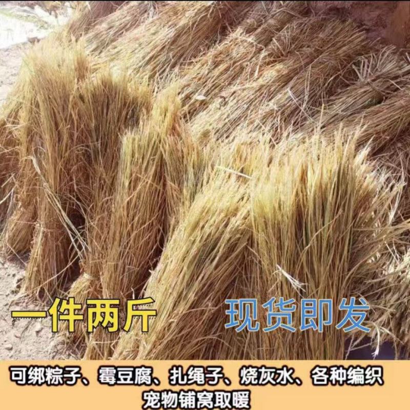 新鲜干稻草霉豆腐稻草杆手工精选稻草续窝草屋顶修复稻草装饰