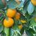 爱媛68黄美人柑橘苗，新品种。地径公分左右。品种假一赔十