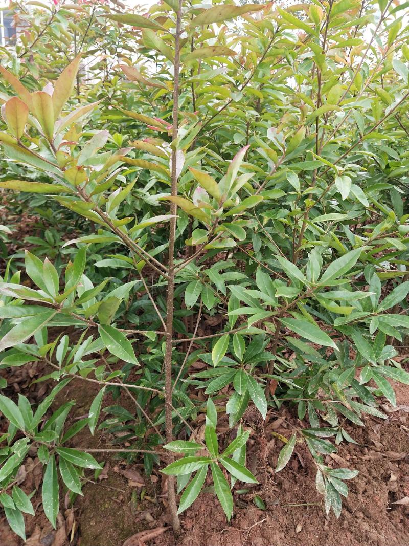 木荷一年至10年苗，有地苗，杯苗，质量保证