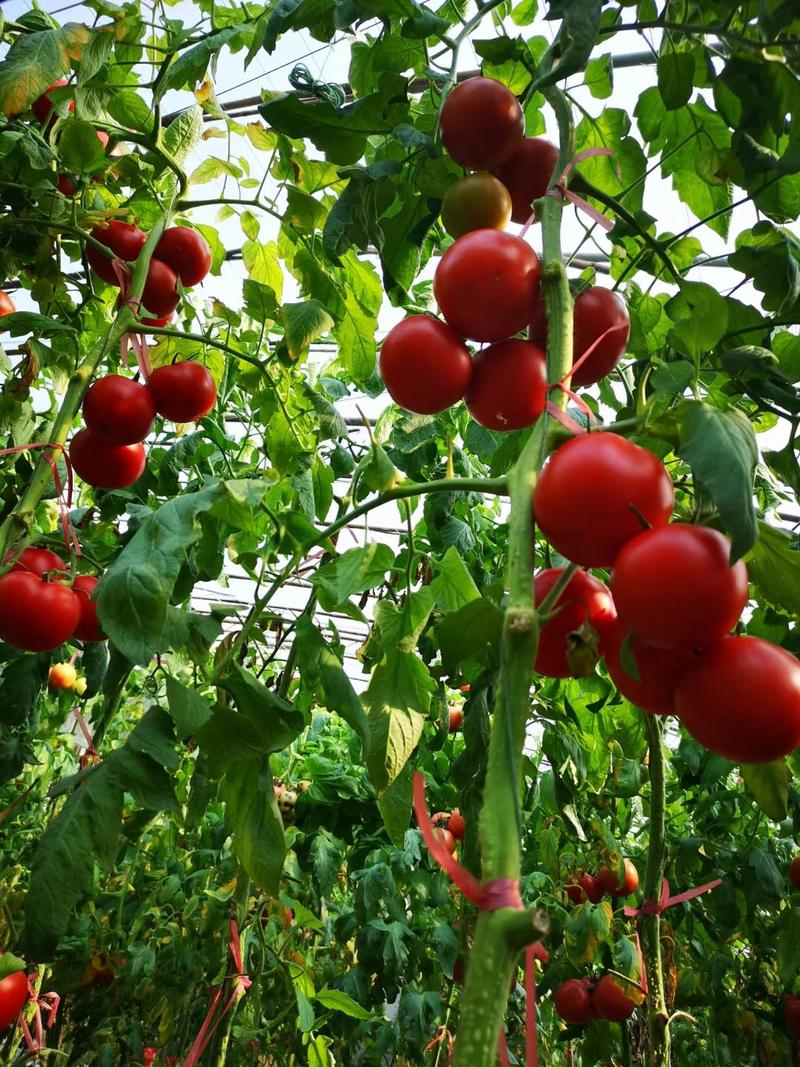 大红西红柿种苗杂交一代早熟新品种抗灰叶斑抗死棵