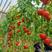 大红西红柿种苗杂交一代早熟新品种抗灰叶斑抗死棵
