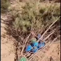 【油松】占地油松两米五起步货源充足量大从优