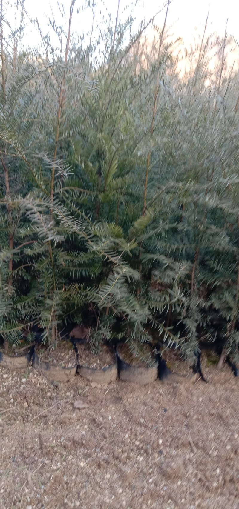 【红豆杉苗】红豆杉杯苗18/18杯量大从优提供技术