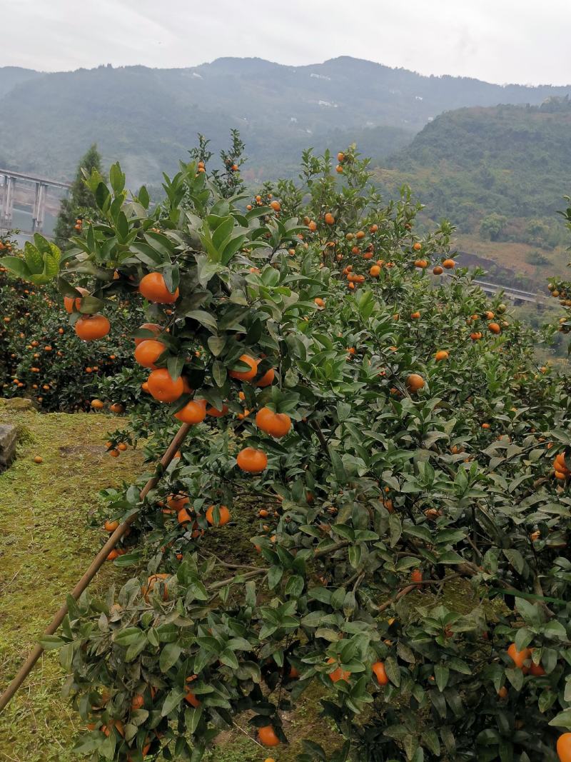 重庆开州区默科特橘子大量上市，欢迎广大客商前来