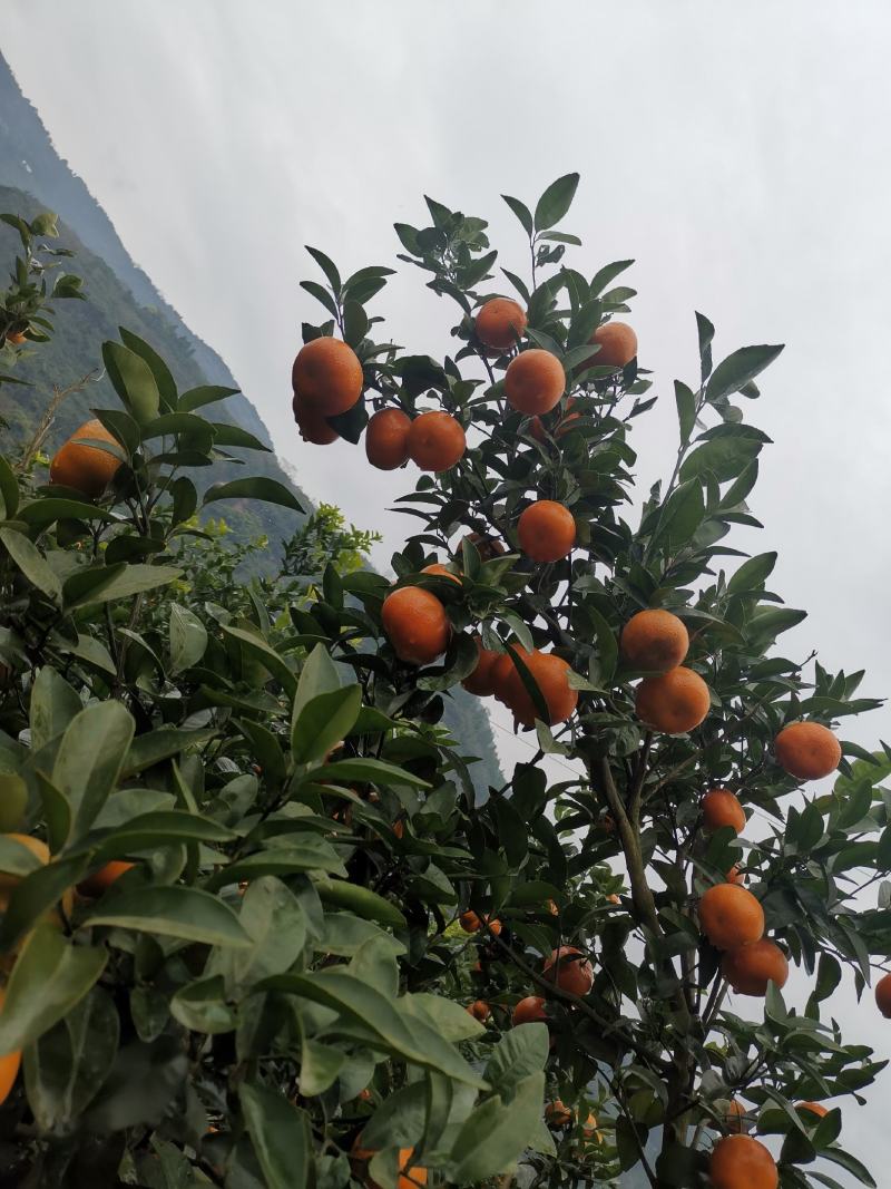 重庆开州区默科特橘子大量上市，欢迎广大客商前来