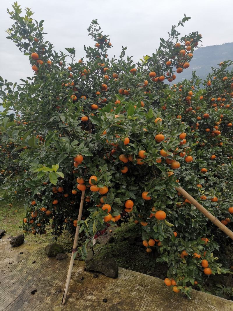 重庆开州区默科特橘子大量上市，欢迎广大客商前来
