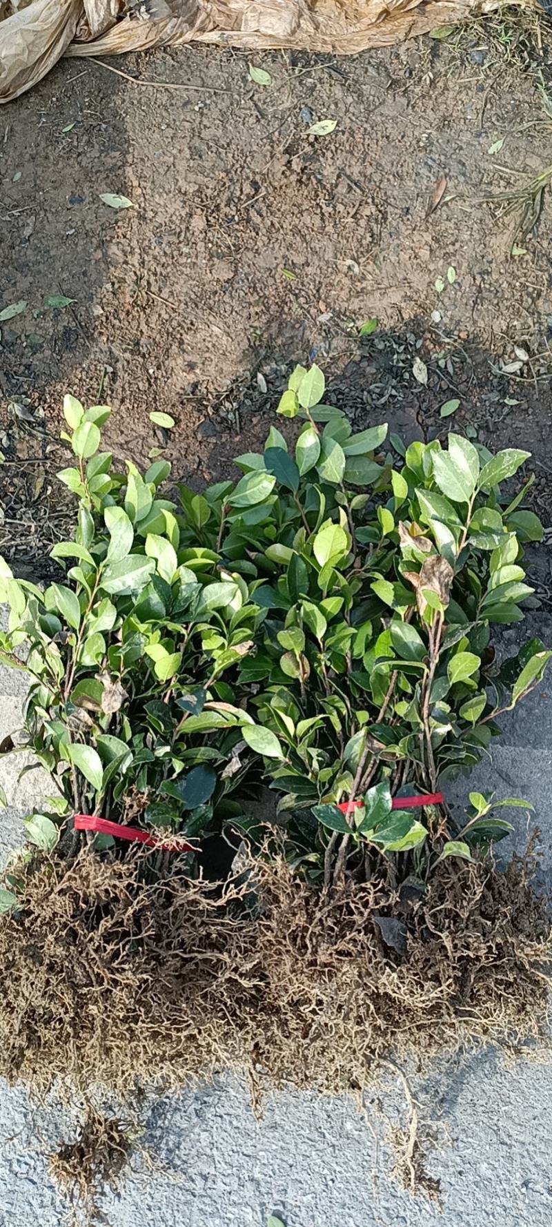 郴州精品茶梅批发农户直发运费自理
