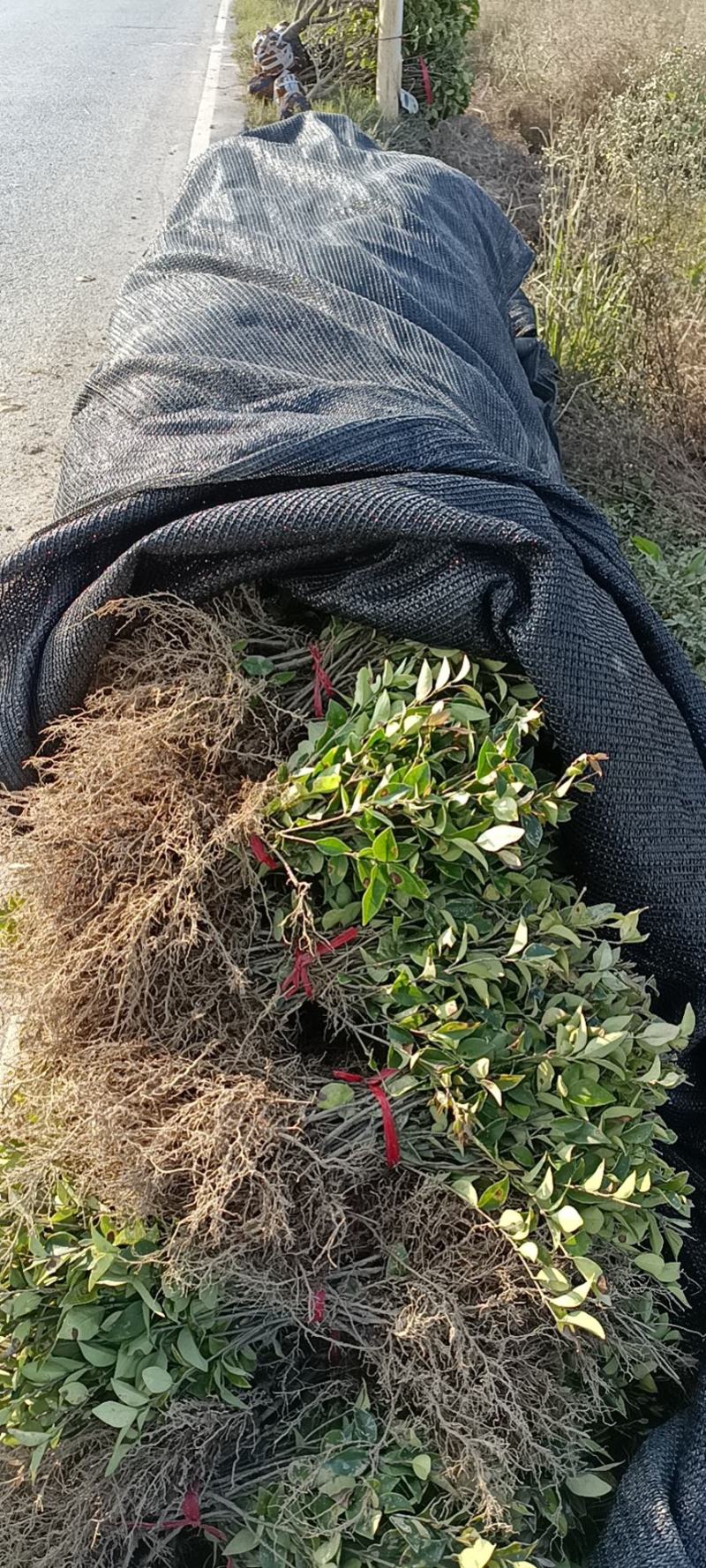 郴州精品茶梅批发农户直发运费自理