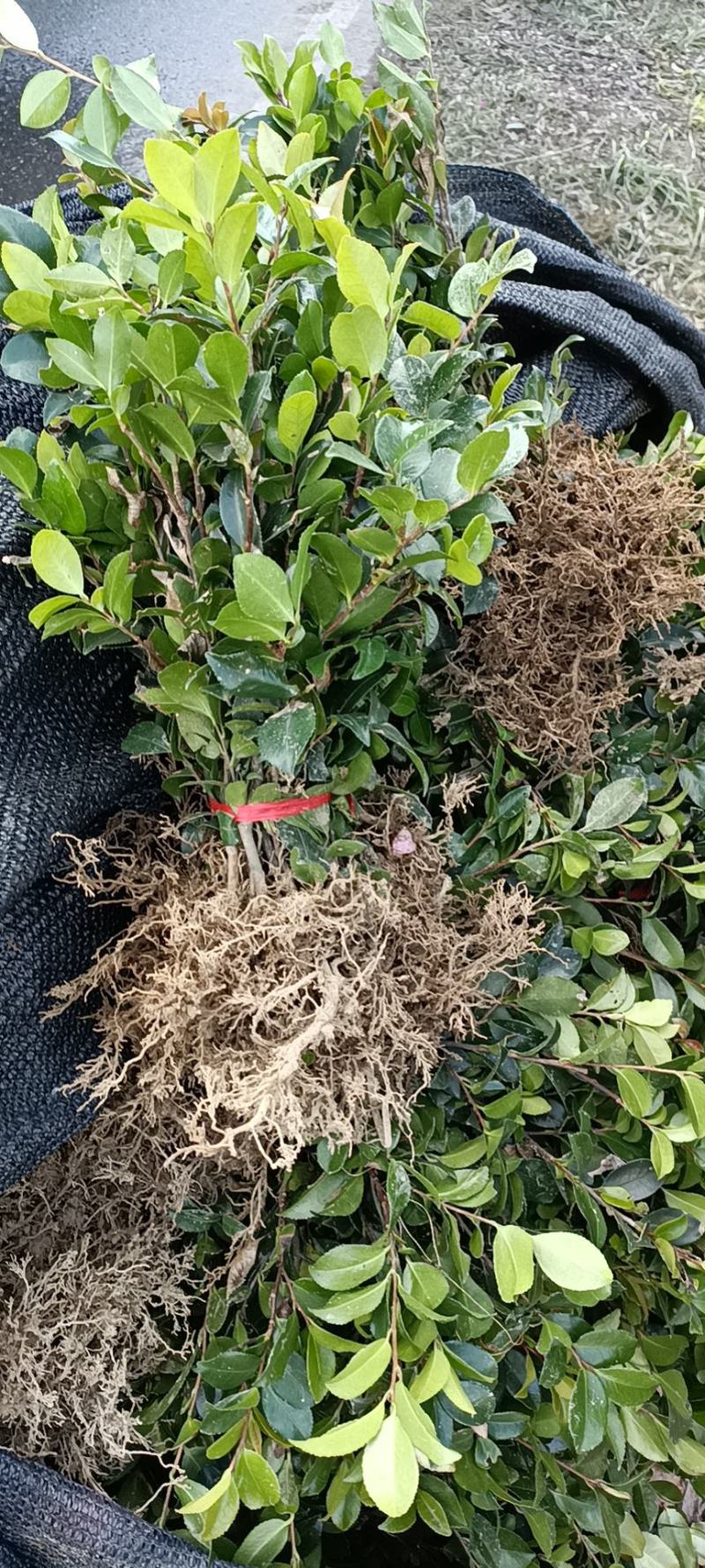 郴州精品茶梅批发农户直发运费自理