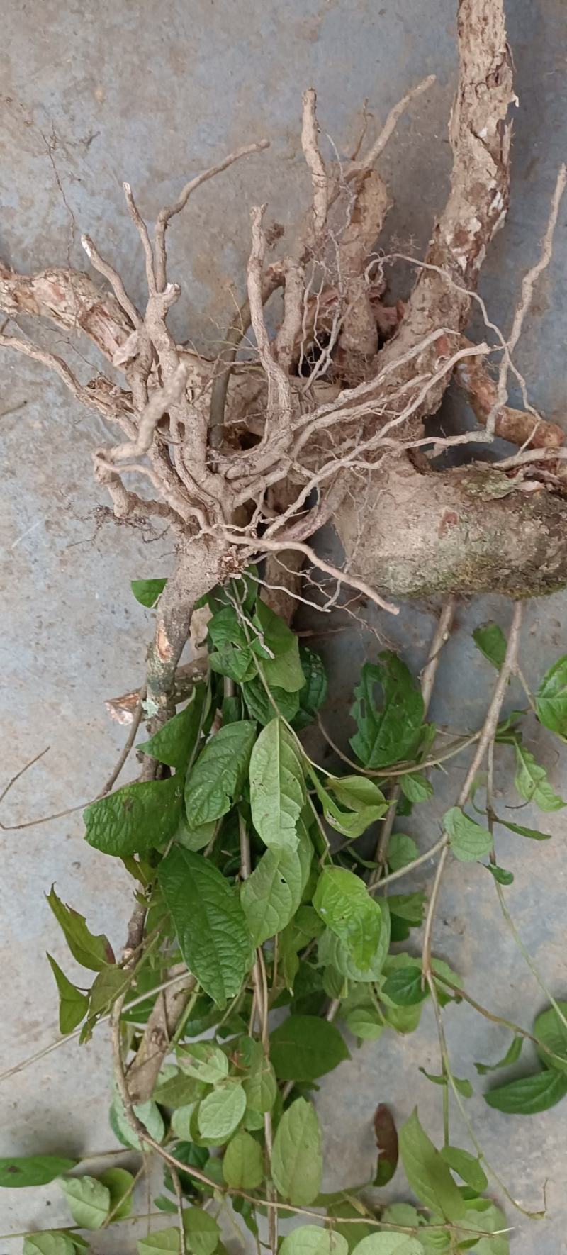 算盘子根，有无毛和有毛算盘子根两个品种，下单后现采现发。