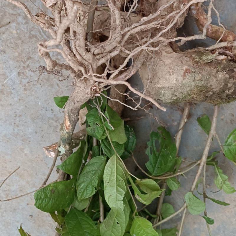算盘子根，有无毛和有毛算盘子根两个品种，下单后现采现发。