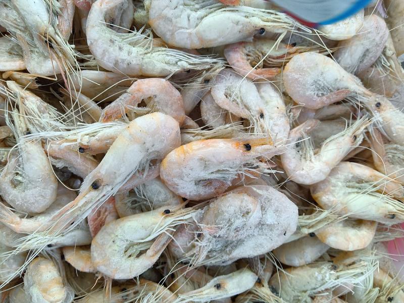 沾化地区一手货源，青虾，也叫白虾，味道和爪虾和红虾有区别