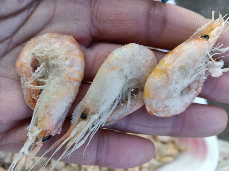 沾化地区一手货源，青虾，也叫白虾，味道和爪虾和红虾有区别
