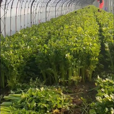 西安市高陵区何村万亩大棚温室芹菜，大量供应