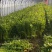西安市高陵区何村万亩大棚温室芹菜，大量供应