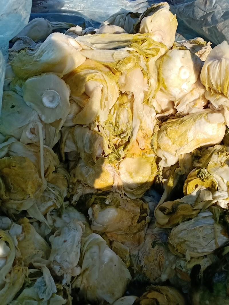 内，蒙，古，通，辽，市，东，北，精品酸，菜