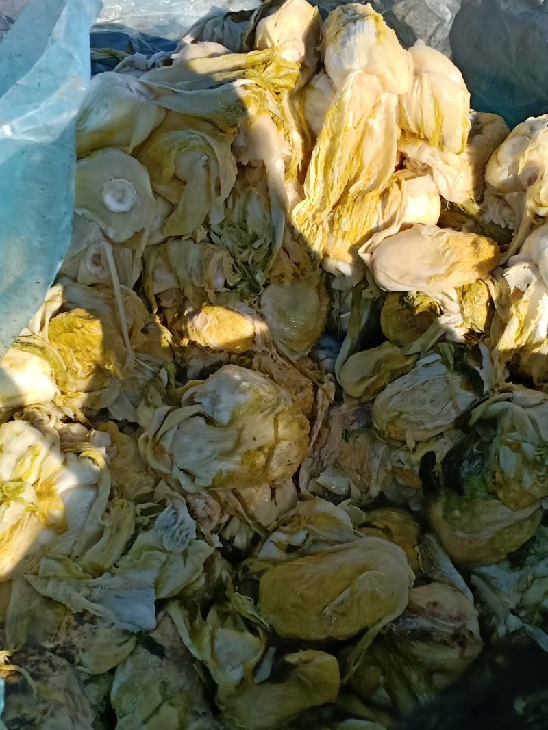 内，蒙，古，通，辽，市，东，北，精品酸，菜