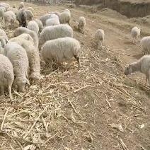 绵羊80~110斤/头