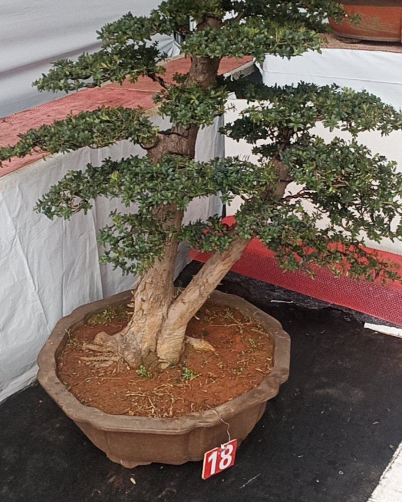 罗汉松盆景珍珠罗汉松盆景一物一拍欢迎咨询采购