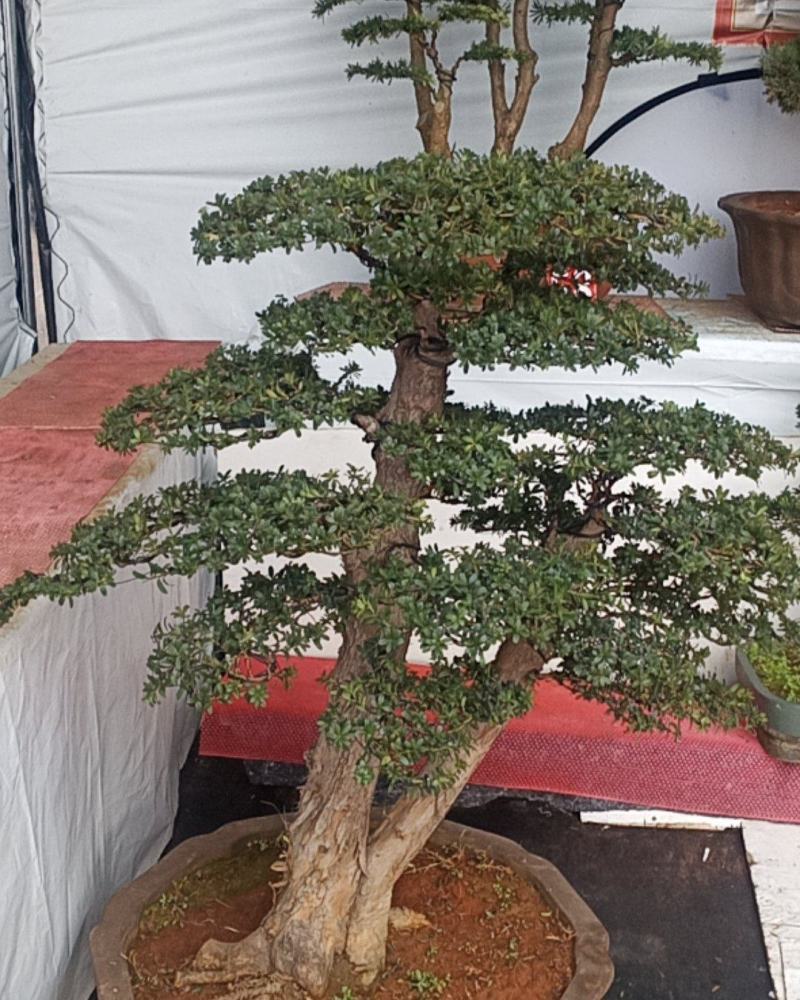 罗汉松盆景珍珠罗汉松盆景一物一拍欢迎咨询采购