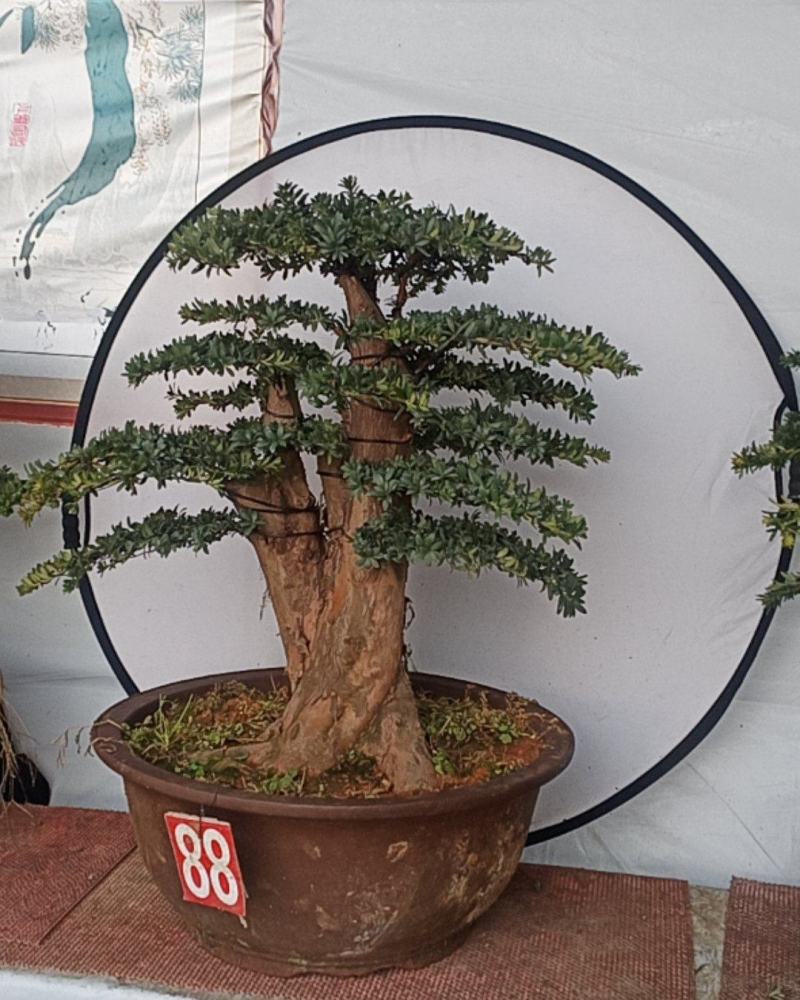 罗汉松盆景珍珠罗汉松盆景一物一拍欢迎咨询采购