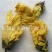 【黄蜀葵花】@【同欢药材】中药材批发供应规格齐全