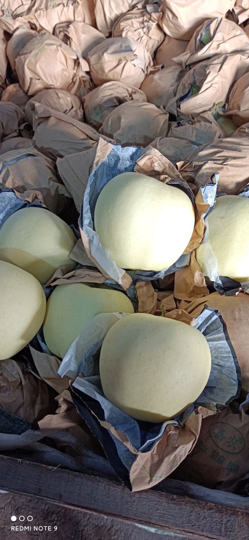 黄金帅！瓦房店市黄元帅。个大毛皮亮口感脆甜