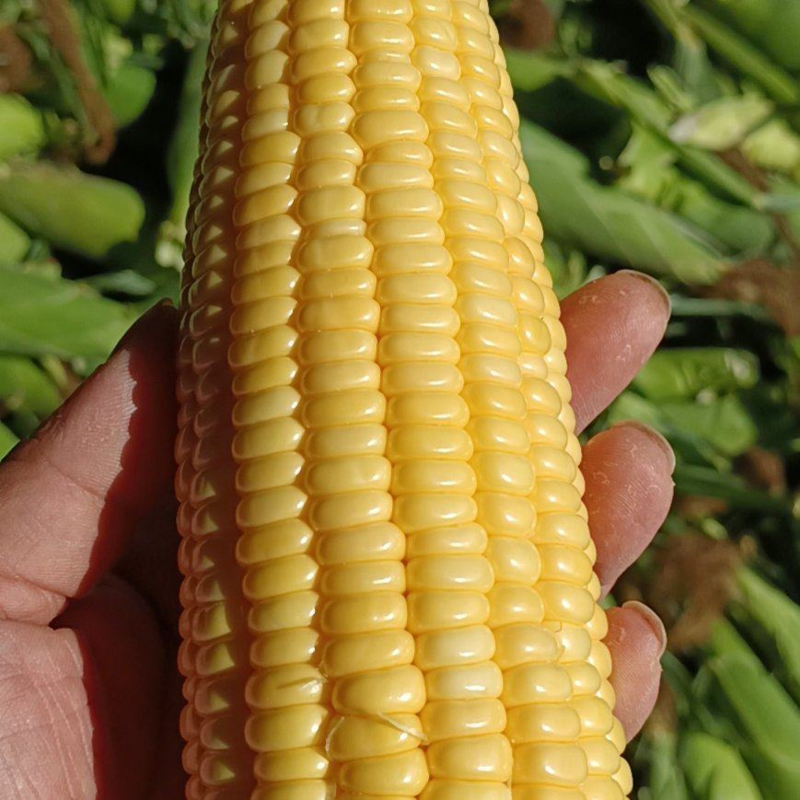 云南水果玉米货源地直发颗粒饱满优选好玉米价格可谈
