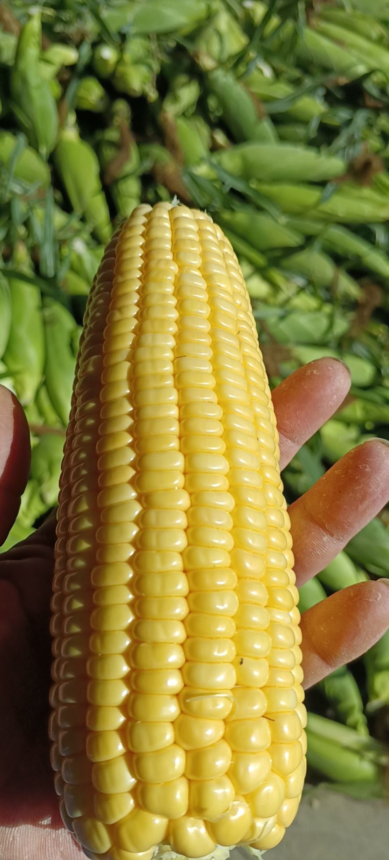 云南水果玉米货源地直发颗粒饱满优选好玉米价格可谈