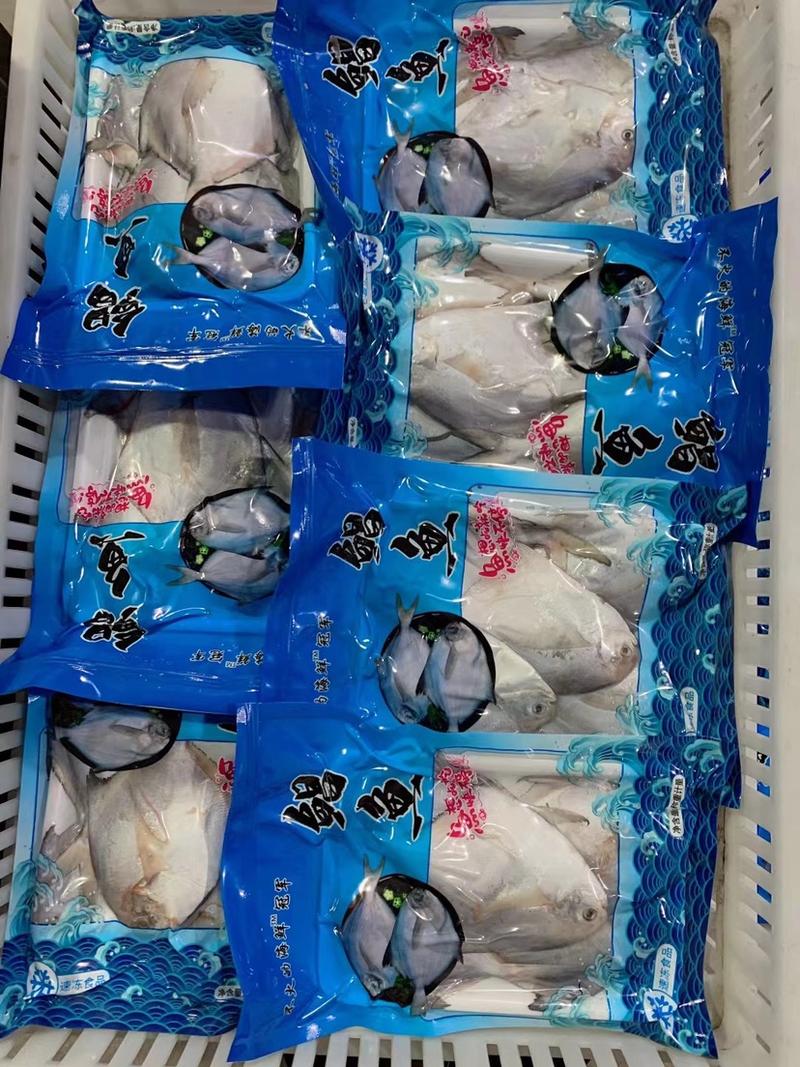 新鲜银鲳鱼新鲜速冻真空包装平鱼扁鱼白鲳鱼海鲜批发海鱼昌鱼