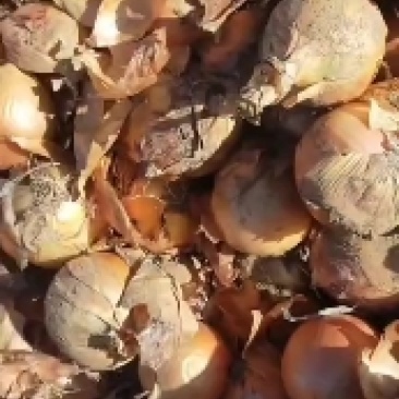 产地直销，货源充足，价格美丽，精品黄洋葱