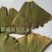 【银杏叶】@【同欢药材】中药材批发供应规格齐全