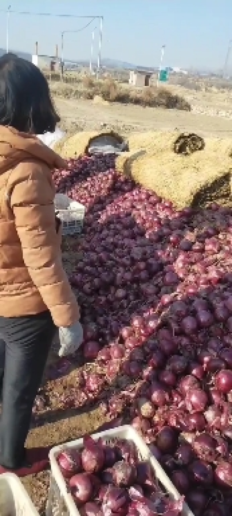 紫皮洋葱