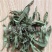 【新货甜叶菊】@【同欢药材】中药材批发供应