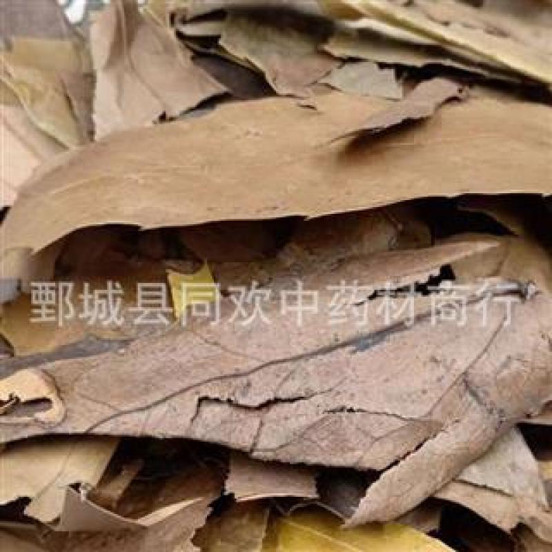 【十大功劳叶】@【同欢药材】中药材批发供应