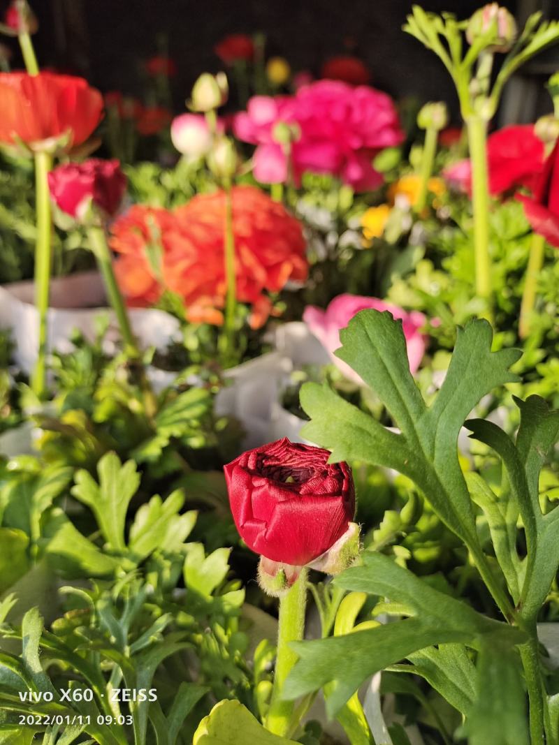 芹叶牡丹花毛茛基地直供，货源充足全国发货