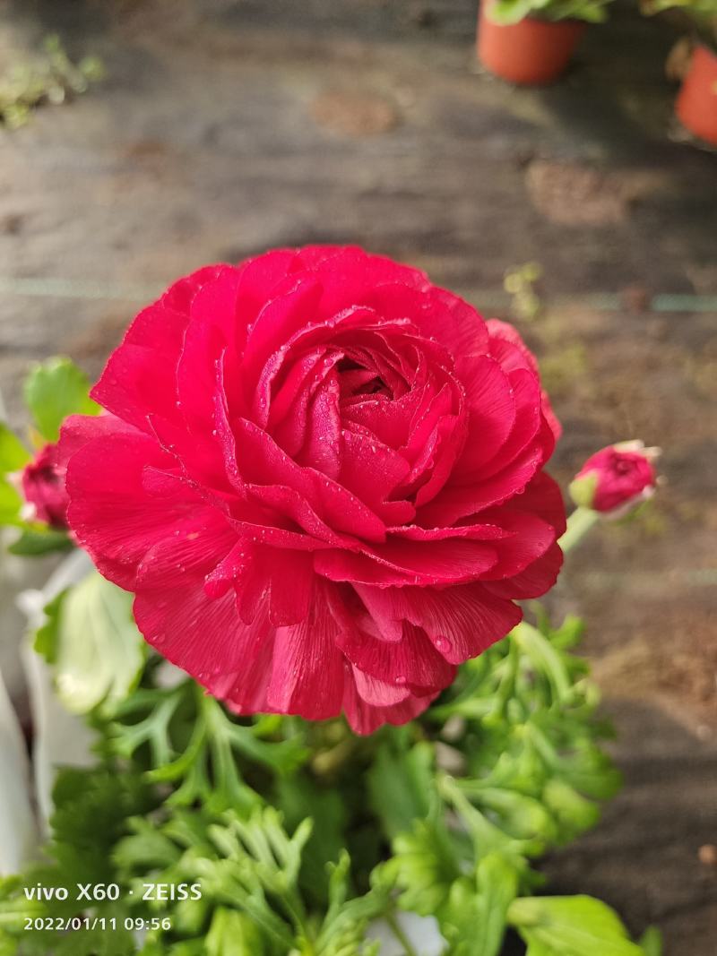 芹叶牡丹花毛茛基地直供，货源充足全国发货