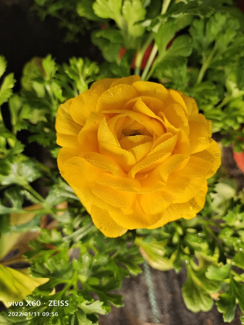 芹叶牡丹花毛茛基地直供，货源充足全国发货