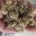 勋章菊种子花种子非洲太阳花菊花阳台庭院盆栽花种籽