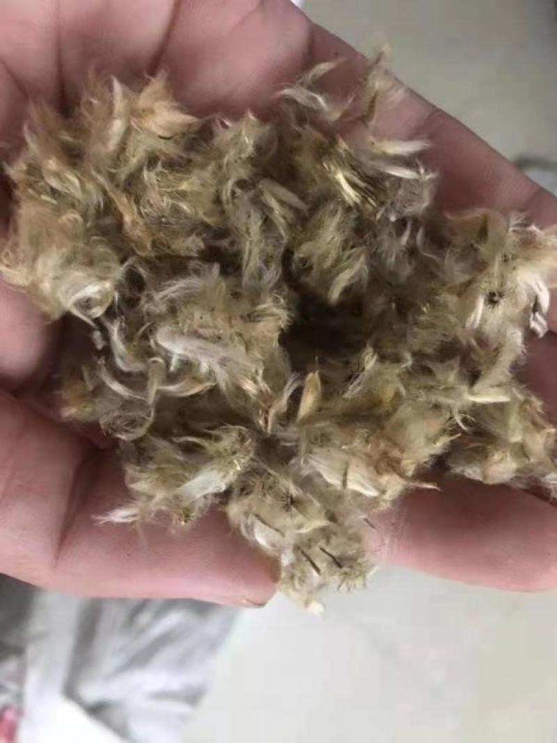 勋章菊种子花种子非洲太阳花菊花阳台庭院盆栽花种籽